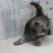 ペルシャ【群馬県・女の子・2021年7月15日・シェーデットシルバー】の写真1