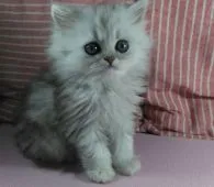 ペルシャ(チンチラ)【群馬県・女の子・2020年7月5日・チンチラシェーデットシルバー】の写真2