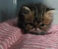 ペルシャ【群馬県・男の子・2021年6月2日・ブラウンタビー】の写真3