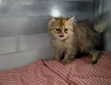 ペルシャ(チンチラ)【群馬県・女の子・2021年4月11日・チンチラゴールデン】の写真4