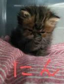 ペルシャ【群馬県・男の子・2021年6月2日・ブラウンタビー】の写真4