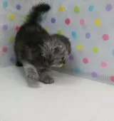 ペルシャ【群馬県・女の子・2021年7月15日・シェーデットシルバー】の写真5