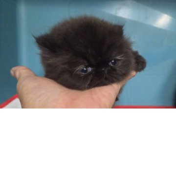 ミヌエット(短足)【群馬県・女の子・2025年10月10日・ブラックスモーク（長毛）】の写真「ふわふわもこもこ女子」