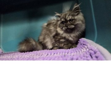 ペルシャ【群馬県・女の子・2025年7月12日・ブルースモーク（長毛）】の写真「ふわふわもこもこ女子」