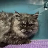 ペルシャ