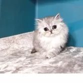 ペルシャ(チンチラ)【群馬県・男の子・2026年1月2日・チンチラシルバー】の写真2