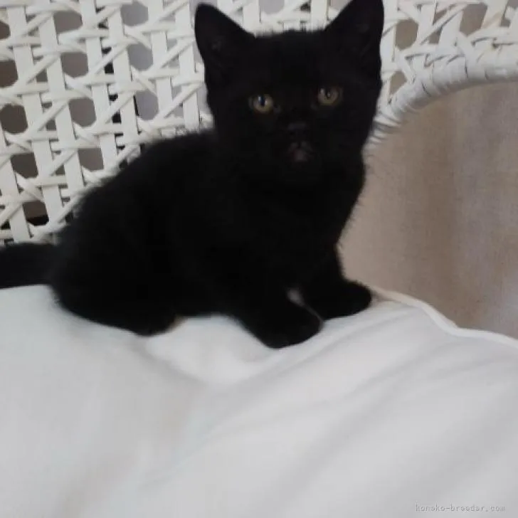 ID:2302-00929の子猫