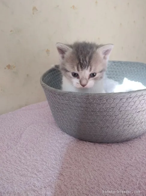 ID:2301-00127の子猫
