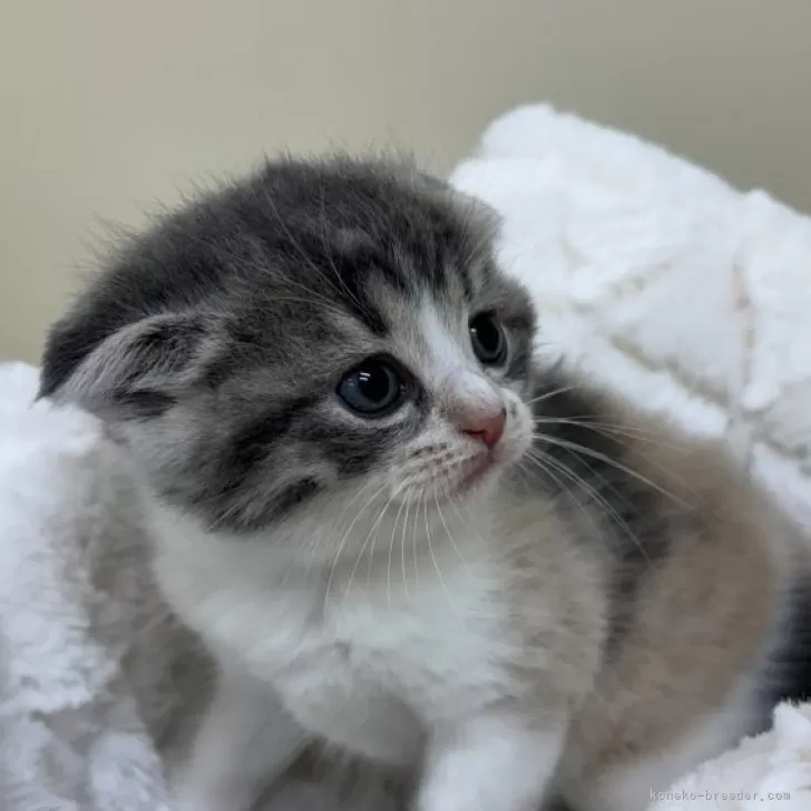 ID:2405-03833の子猫