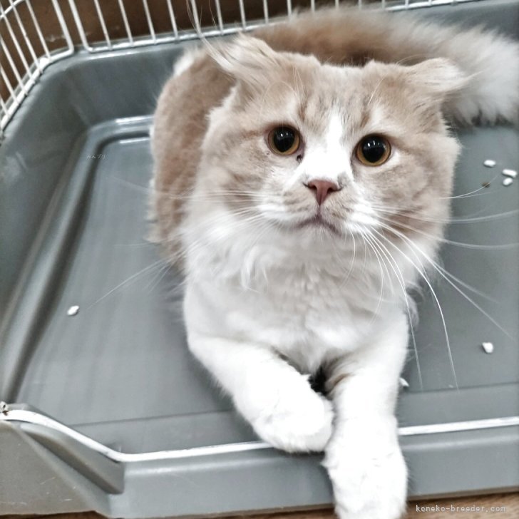 ブリーダー画像