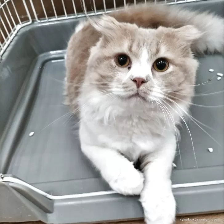 スコティッシュフォールド(折れ耳)【東京都・男の子・2025年1月19日・クリームタビーアンドホワイト】の写真1「しっかり 大きくなりました 健康状態 良好です」