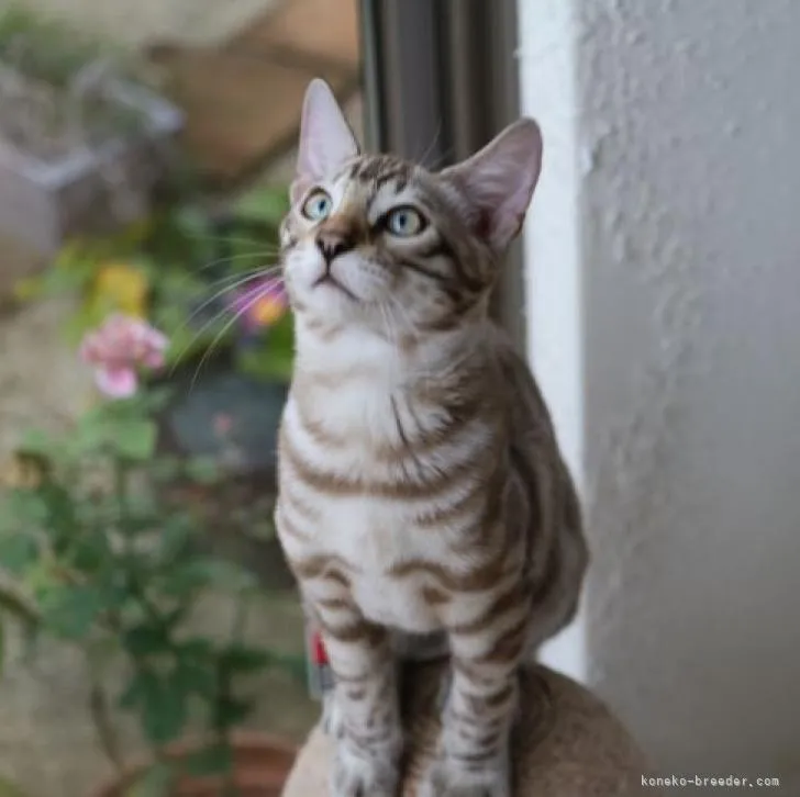 ID:2206-01644の子猫