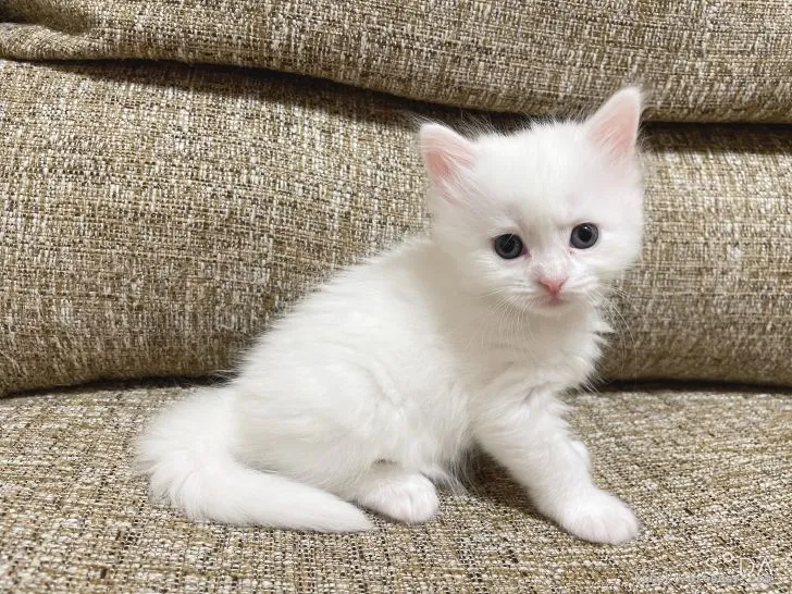 ID：2108-00768の子猫