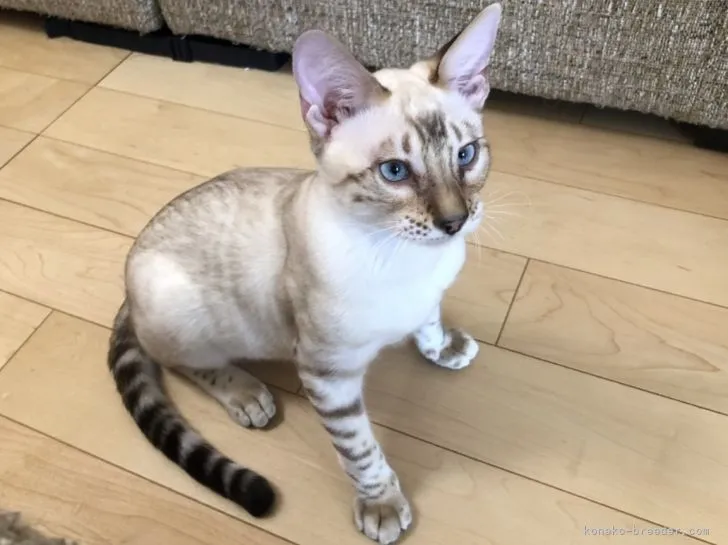 K.M 様のお迎えした子猫