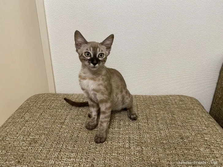 ID:2105-01095の子猫
