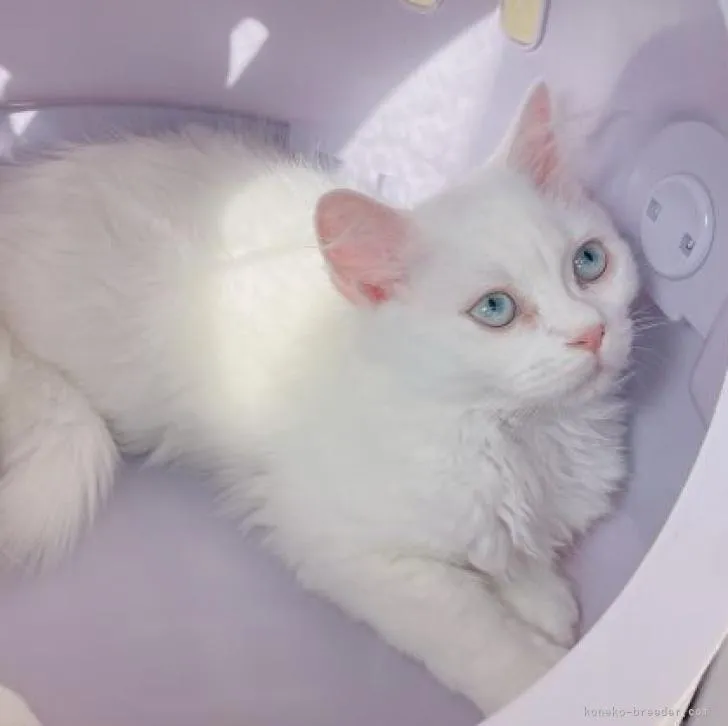 マンチカン(長足)【熊本県・男の子・2022年11月5日・ホワイト】の写真1