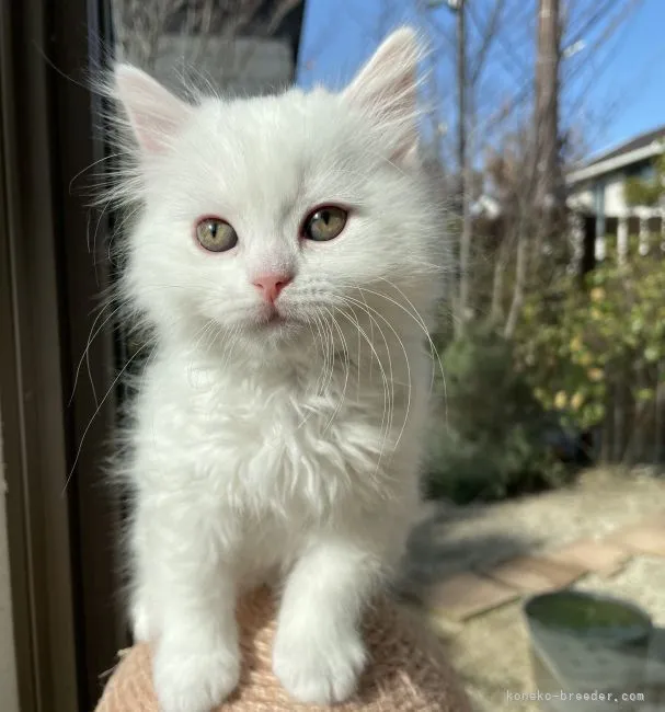 ID:2202-01653の子猫