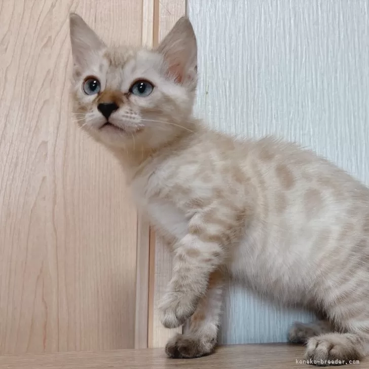 ID：2408-02524の子猫