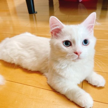 マンチカン【熊本県・男の子・2023年10月27日・ホワイト】の写真「お目目がくりくり👀」