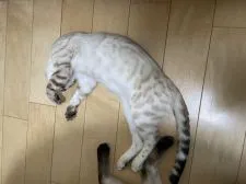 ベンガル【熊本県・男の子・2021年8月23日・シールリンクススポテッドタビー】の写真5「子供や大人、誰にでもピッタリとひっつき虫ちゃん❣️」