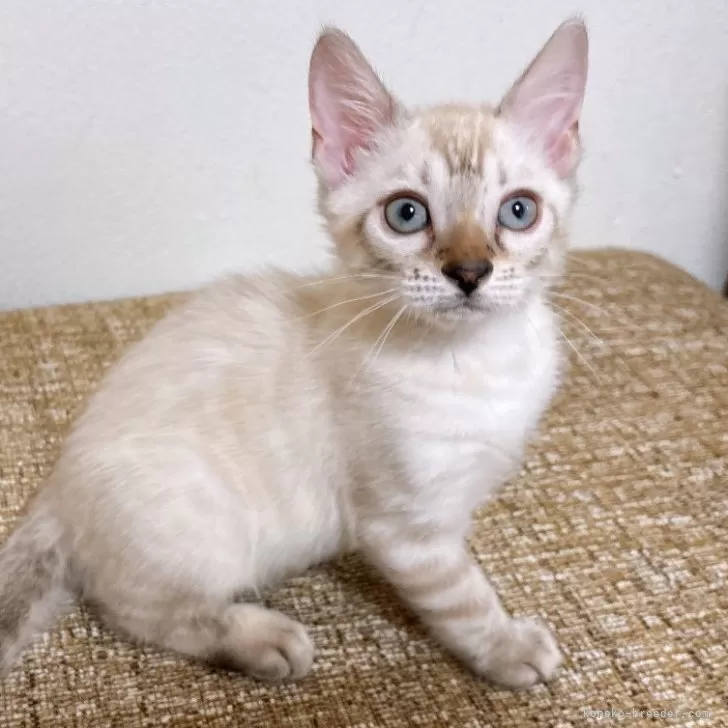 ID：2506-01276の子猫