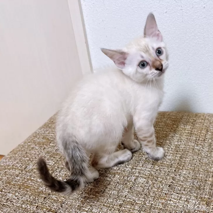 ID:2506-01275の子猫