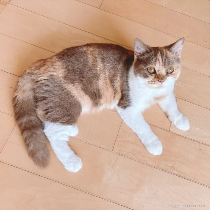 ID：2506-01255の子猫