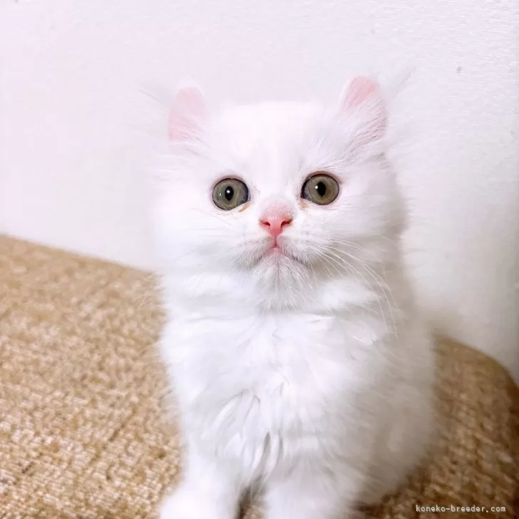 ID:2503-01540の子猫