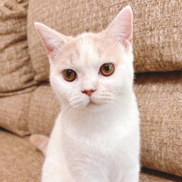 ブリティッシュショートヘア【熊本県・男の子・2025年4月5日・クリーム&ホワイト】の写真「🐈お返事してくれます✨甘えん坊になりました☺️」