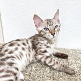 ベンガル