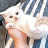 ブリティッシュショートヘア