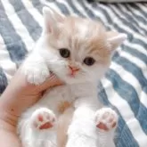 ブリティッシュショートヘア