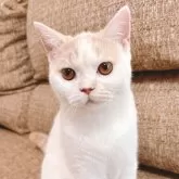 ブリティッシュショートヘア