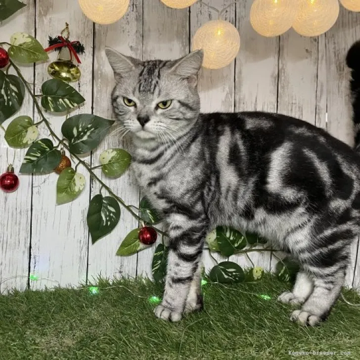 ID：2308-01393の子猫