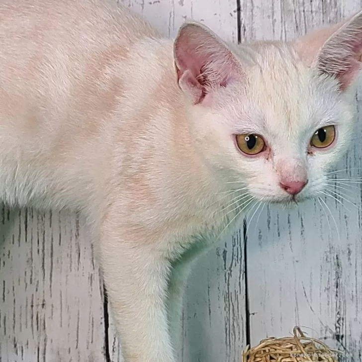 ID:2408-02288の子猫