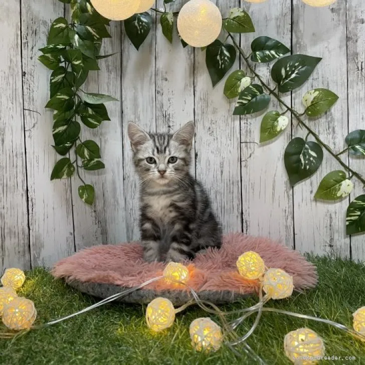 ID:2309-00597の子猫