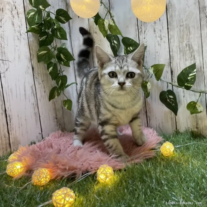 ID：2308-02651の子猫