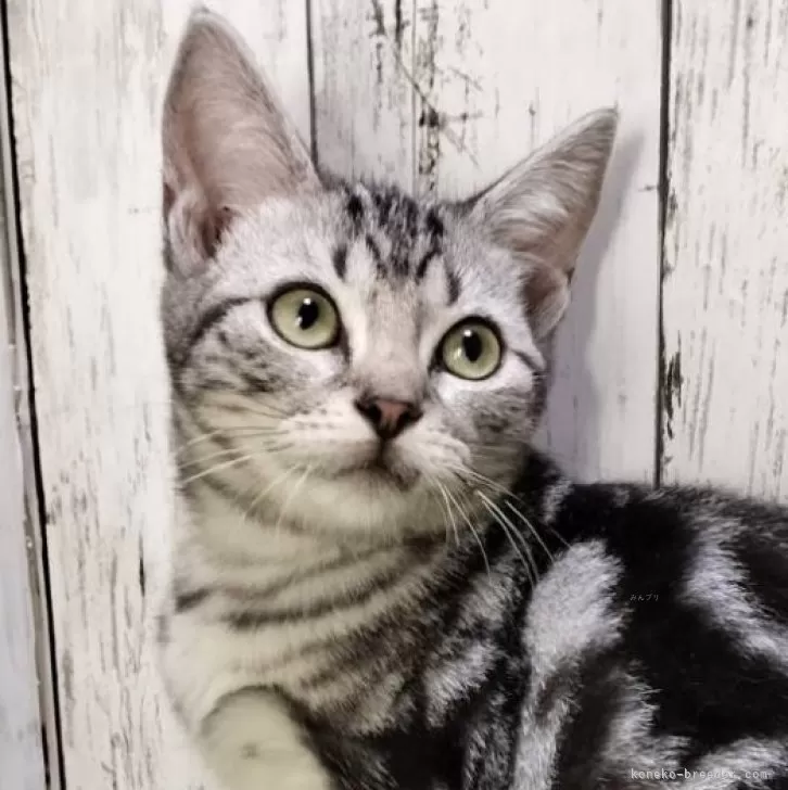 ID:2405-01166の子猫