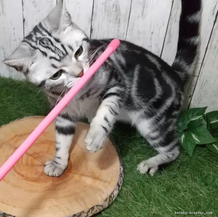 ID:2312-00442の子猫
