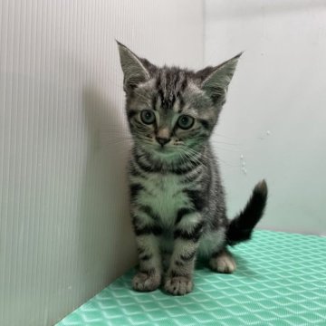 アメリカンショートヘア【三重県・女の子・2023年5月9日・シルバーパッチドタビー】の写真「綺麗な毛色の美人さんです」