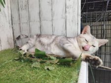 アメリカンショートヘア【・女の子・2021年3月10日・シルバーパッチドタビー】