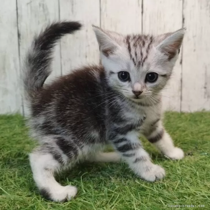 とよぴー 様のお迎えした子猫