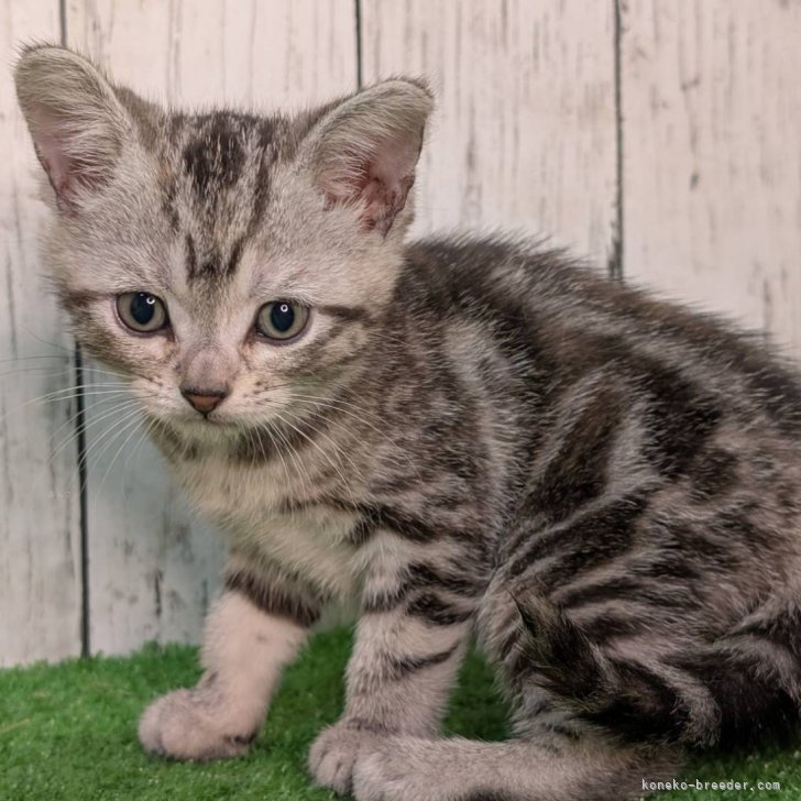 Iです 様のお迎えした子猫