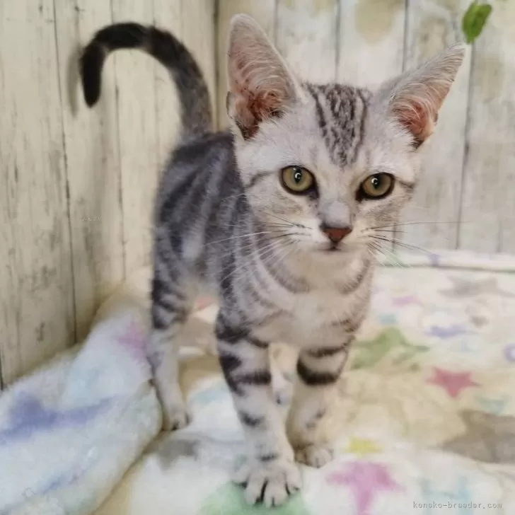 アメリカンショートヘア【三重県・男の子・2025年6月16日・シルバータビー】の写真1