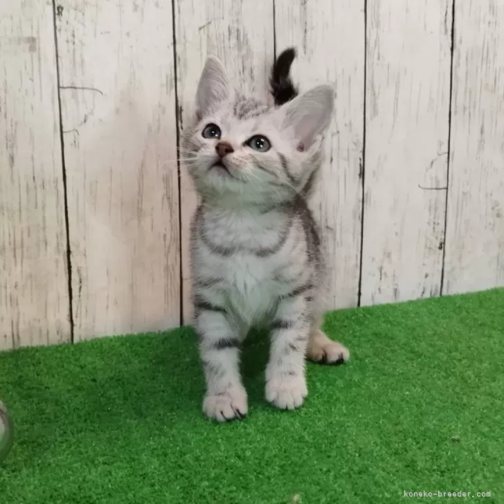 ID:2501-02610の子猫