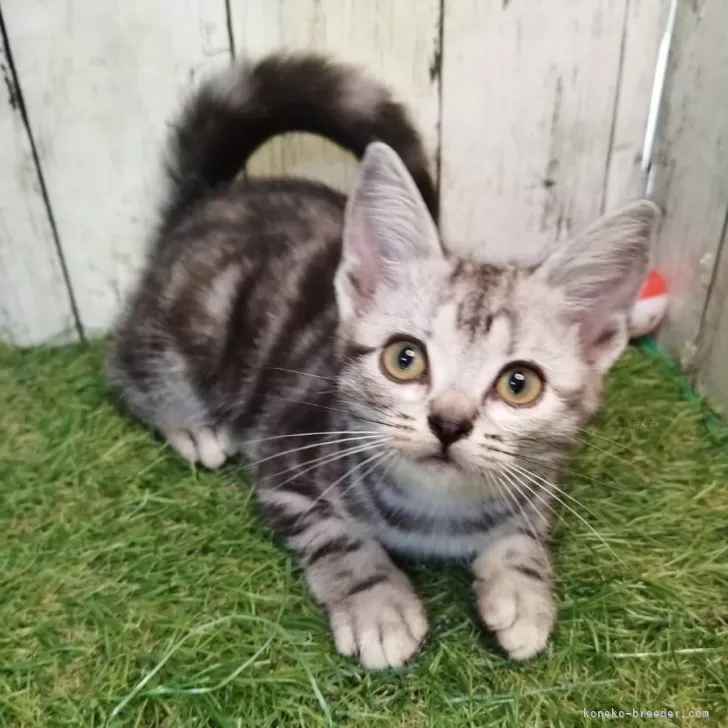 ID：2507-00801の子猫