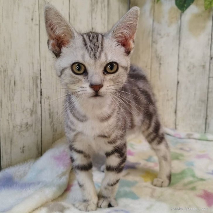 ブリーダー画像