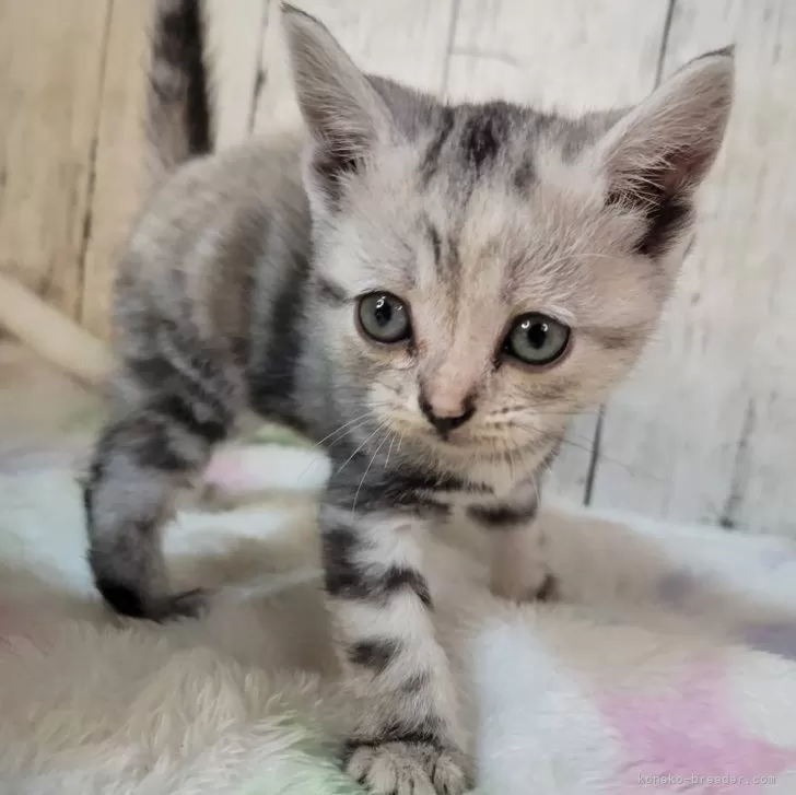 アメリカンショートヘア【三重県・女の子・2025年11月18日・シルバータビー】の写真1