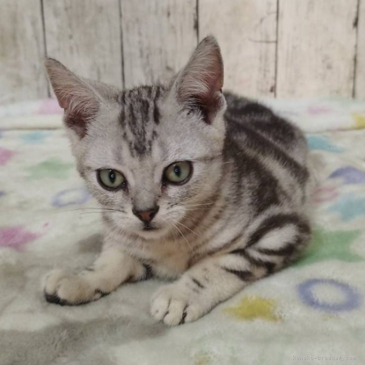 ブリーダー画像