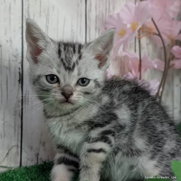 ID:2502-00403の子猫